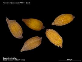   Seeds:   Juncus holoschoenus ; Photo by South Australian Seed Conservation Centre, used with permission
